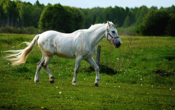 A majestic white horse running freely in a lush green countryside pasture.